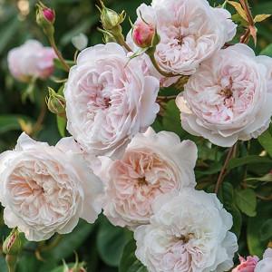 Rose 'The Albrighton Rambler', Rosa 'The Albrighton Rambler', Rambler Roses, English Roses, David Austin Roses, Climbing Roses, Rambler Roses, white roses, pink roses